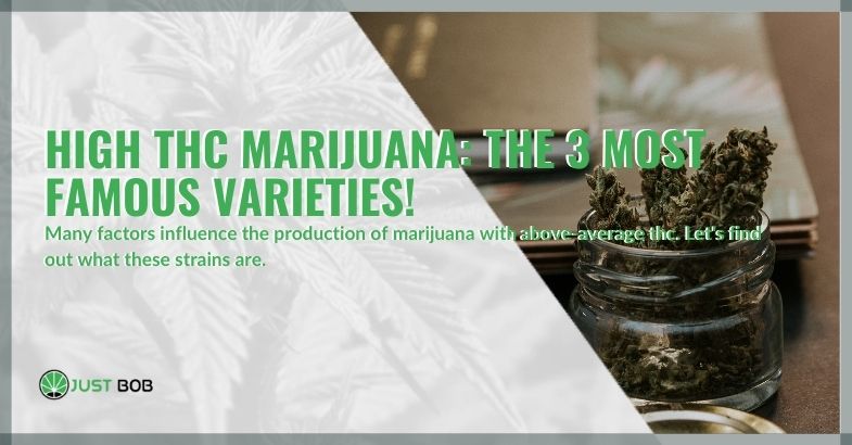 High THC marijuana: the 3 most famous varieties!