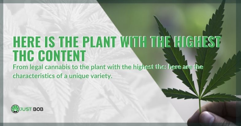The secret of the plant with the highest THC level