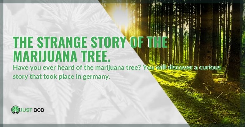 Here is the strange story of the marijuana tree