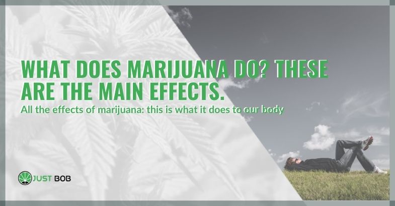 What does marijuana do? These are the main effects.