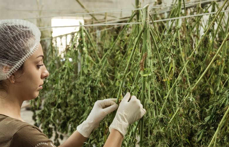 harvesting and tanning of light cannabis zkittles CBG 