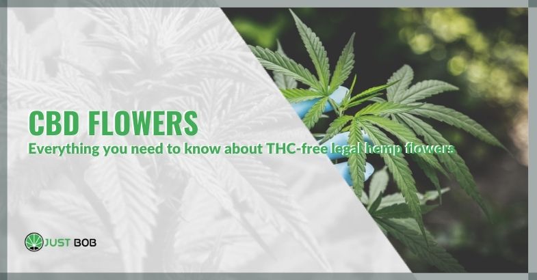 CBD flowers: everything you need to know about THC-free legal hemp flowers