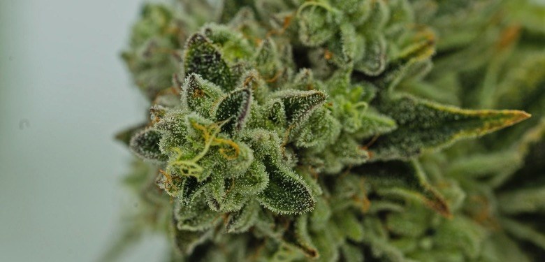 Cannabis trichomes that secrete cbd