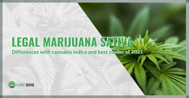 Legal marijuana Sativa: differences with cannabis indica and best strains of 2021