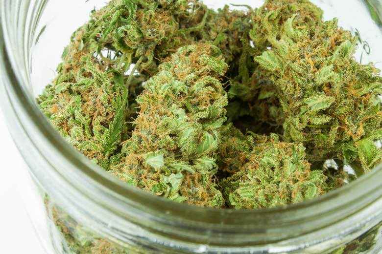 Cannabis flos or dried medical marijuana flowers