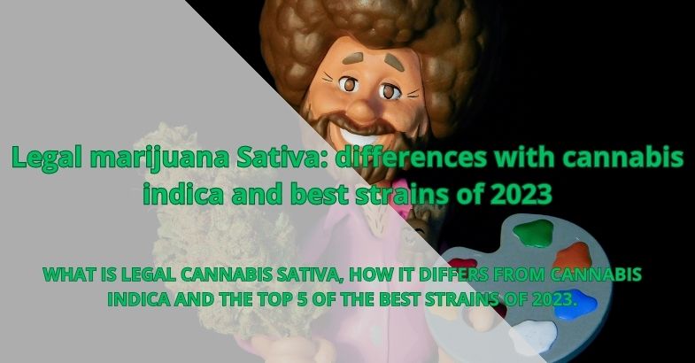 Legal marijuana Sativa: differences with cannabis indica and best strains of 2023