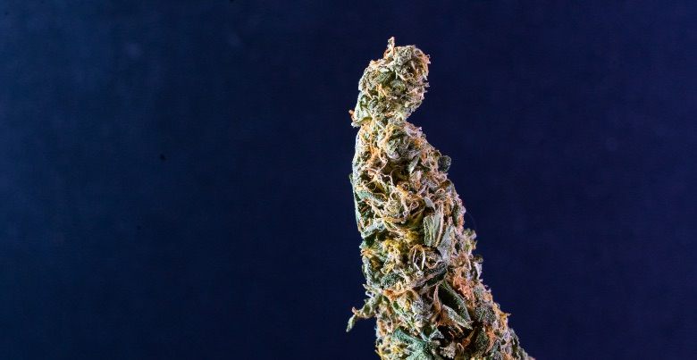 Characteristics of Orange Skunk CBD