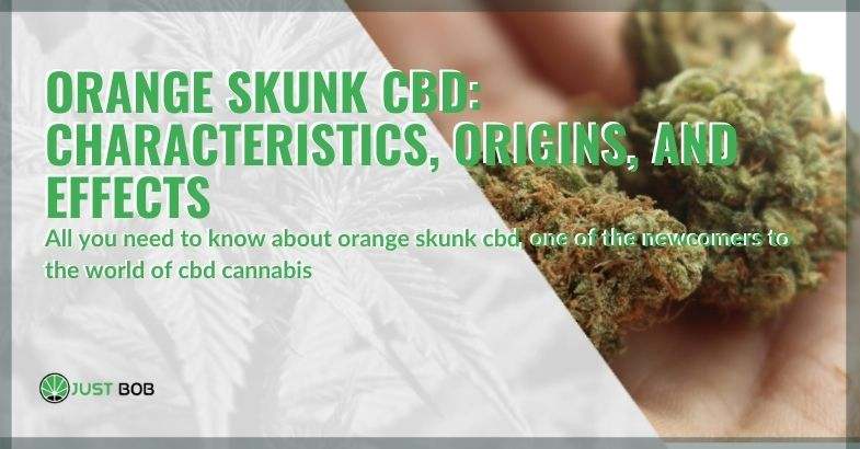 Characteristics, origins and effects of Orange Skunk CBD