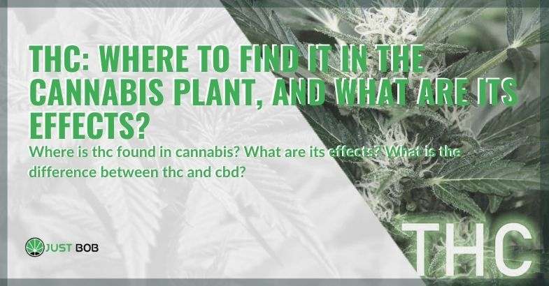 Where is THC found in the cannabis plant?