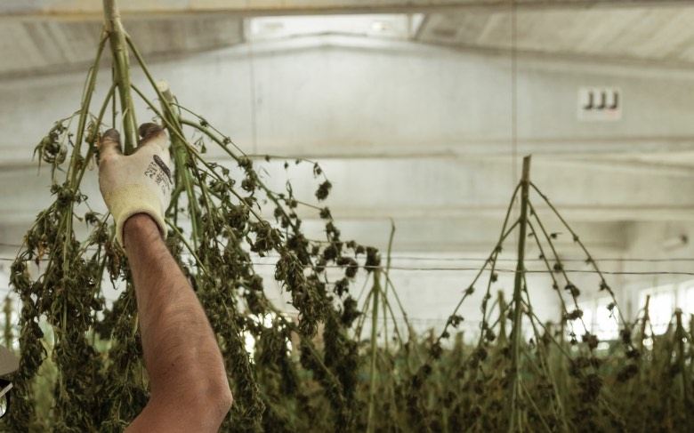 Cannabis harvest to make burbuka hashish