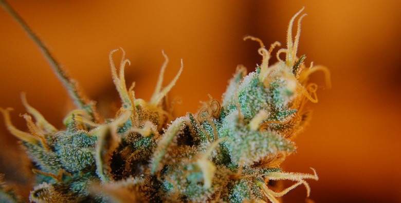 Light cannabis flower with ripe trichomes