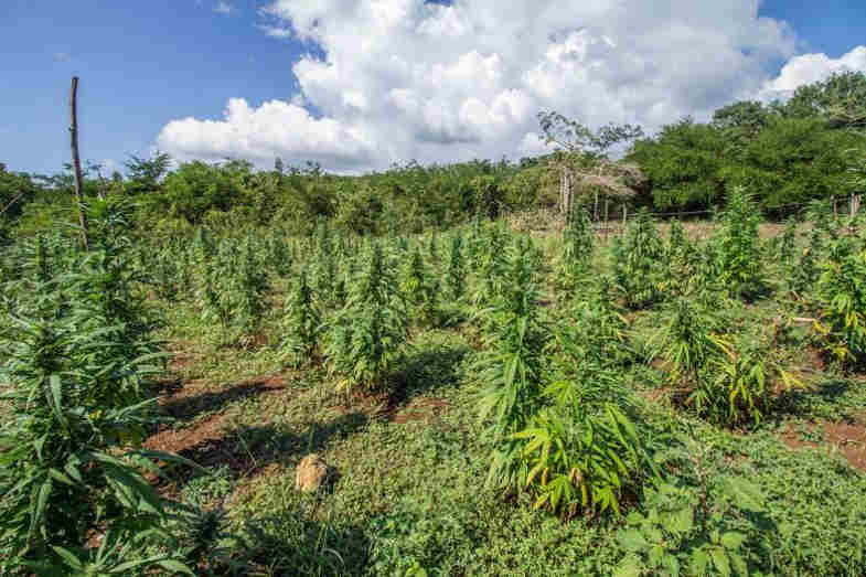 cbd marijuana as a rotational crop