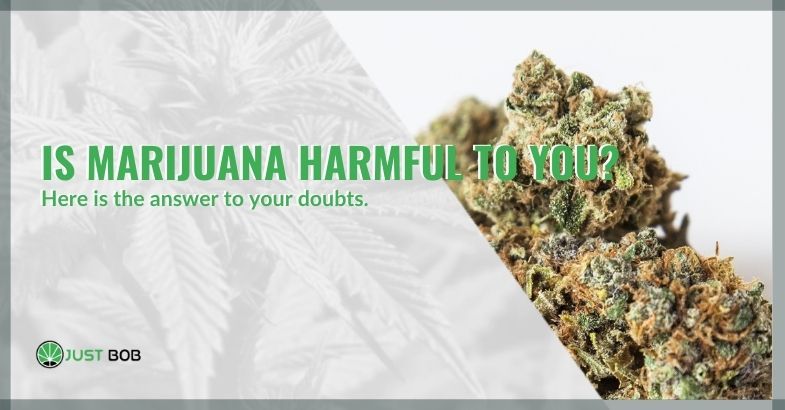 Is marijuana harmful to you? Here is the answer to your doubts.