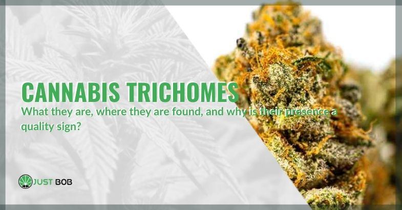 What are cannabis trichomes and why are they a sign of quality?