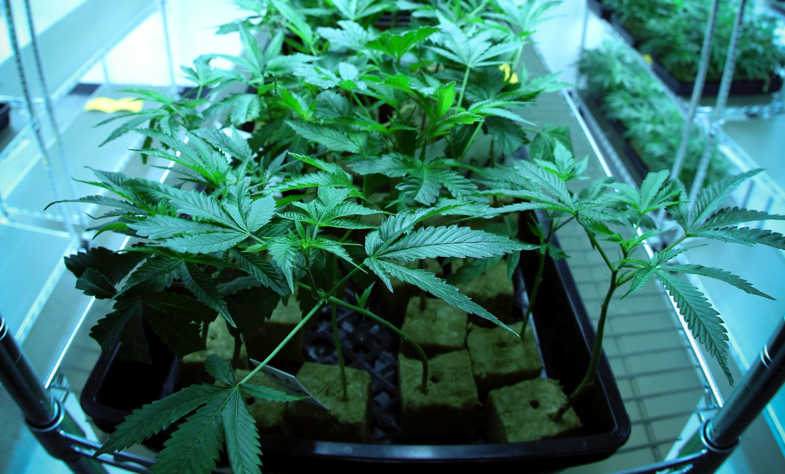 Cannabis light has advantages with aeroponic cultivation