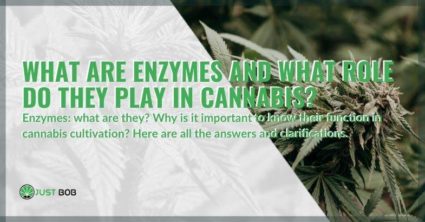 What are enzymes in marijuana, and what are they used for?
