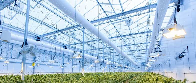 The greenhouse is a perfect environment for aeroponic cultivation