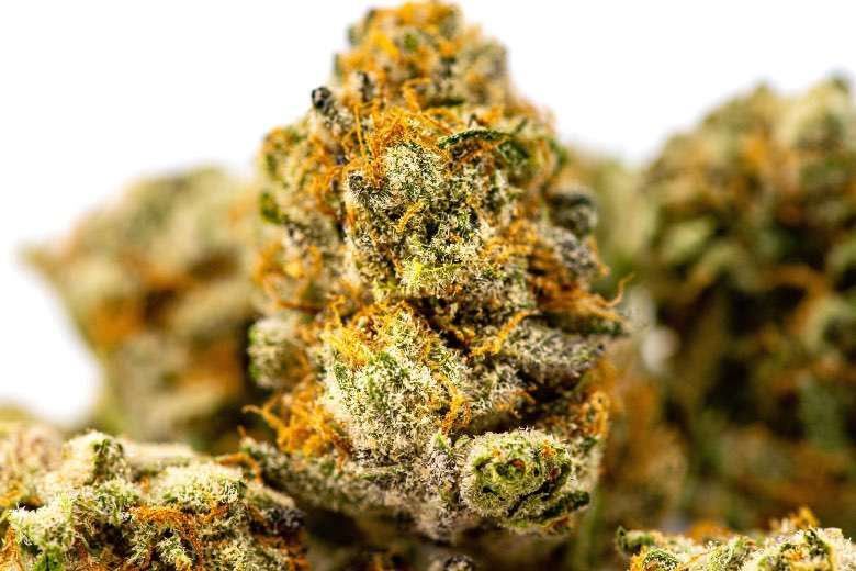 The best quality marijuana at Justbob