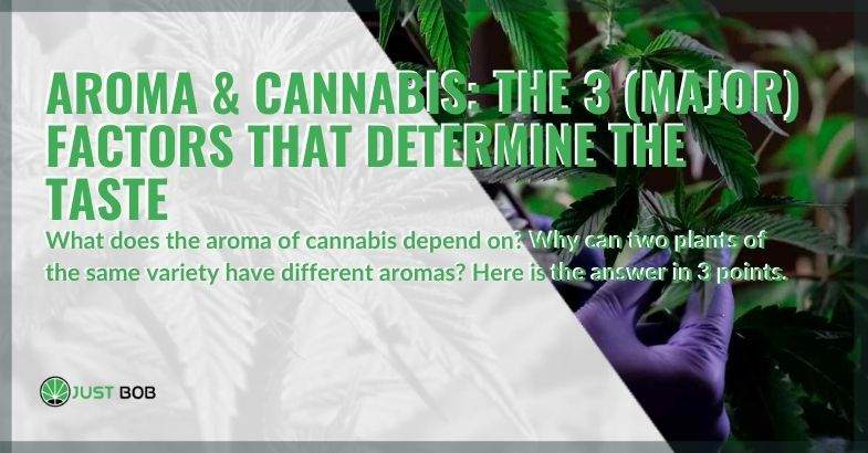 The aroma of cannabis is determined by 3 main factors