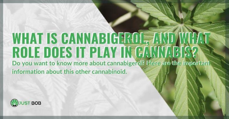 What is cannabigerol and what is its role in cannabis